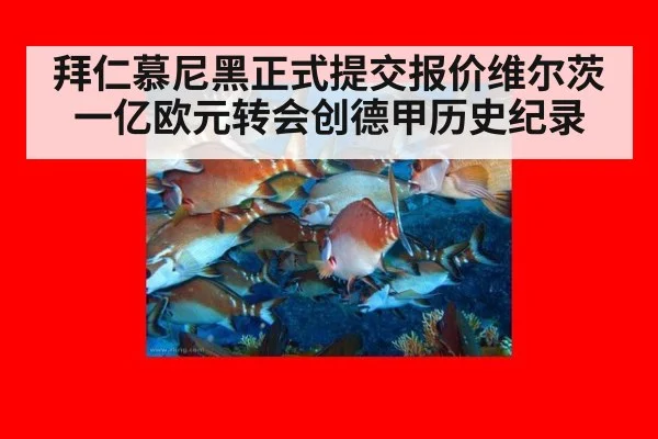 拜仁慕尼黑正式提交报价维尔茨一亿欧元转会创德甲历史纪录