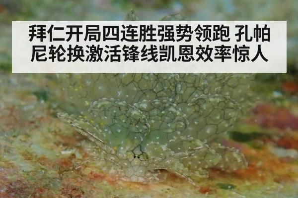 拜仁开局四连胜强势领跑 孔帕尼轮换激活锋线凯恩效率惊人